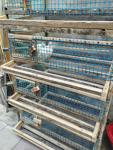 heyvan qəfəsi: Bildircin qefesi 4 mertebe olculer hundurluk 1.54 m. Eni 90sm Real — 3