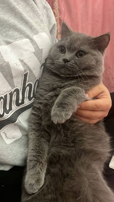 Pişiklər: Şotland, Erkək — 26