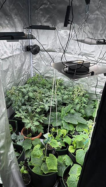 Bitki torpaqları: GROWBOKS Tam Dəst – indoor əkim üçün komplekt işlənmişdir Dəstın — 4
