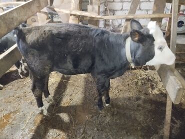 Dana, buzov: Məhsul: Qara-ağ rəngli buzaq (dişi) Təsvir: - Şəkillərdə qara-ağ — 5