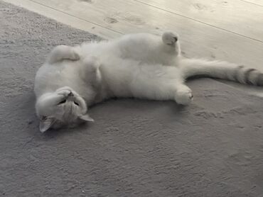 сколько стоит домик для кошки: Кошка даром: Скотиш Страйт (Шотландская прямоухая), 1 год, Девочка, Кастрирована, Приучена к лотку, Проглистована
