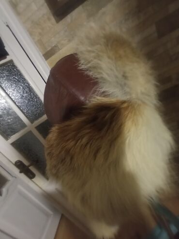 Шапки: Шапка, Ушанка, Натуральная кожа, Зима, С помпоном — 12