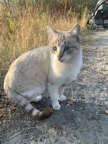 лопоухий кот: В 12 мкр, в ботаническом саду, нашли кота. Домашний, к людям идёт