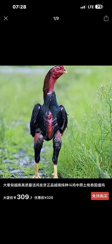 Куры, петухи: Продаю | Куры, Петух, Цыплята | Для разведения — 26