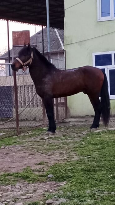 simmental ineklerin satisi: Самец, Poni, Qarabag, Ereb, лет: 6, Самовывоз, Платная доставка