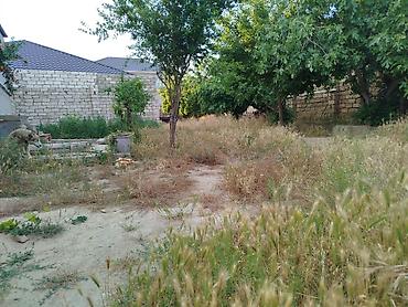 Torpaq: 4 sot, Tikinti, Mülkiyyətçi, Kupça (Çıxarış) — 10