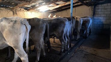 Коровы, быки: Продаю | Корова (самка) | Швицкая | Для разведения | Стельные — 13