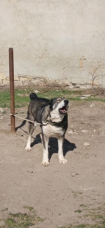 İtlər: Qurdbasar, 2 il, Dişi — 2