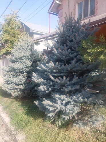 безшумный компрессор: Көчөттөр дарактардын: Карагайлар