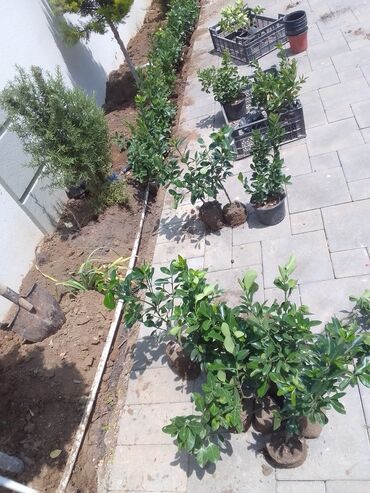 Çöl bitkiləri: Qızıl güllər dipçək gülləri həmişə yaşıl kolları zəhmət olmasa — 2