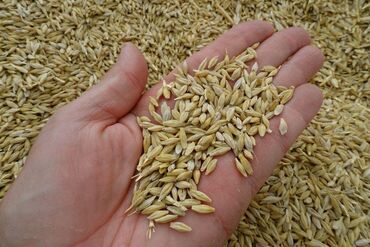 семена кукурузы цена: Семена и саженцы Ячменя, Самовывоз