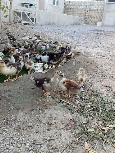 ordəy balası: Salam lal indukladi 33 edirdi böyde var içinde 6 manata balacalar — 2