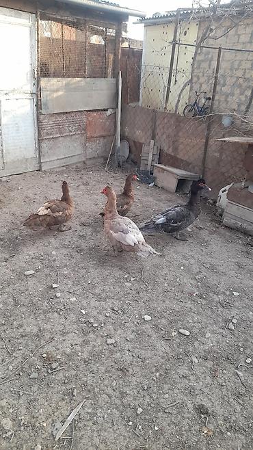 heyvanlar quslar: 4 Erkey 5 Dişi lal ördəklər satılır damazdıq heyvanlardı Erkeylər 40 — 2