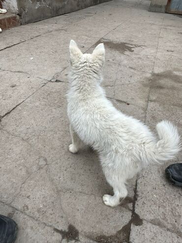 Продажа собак: Лайка, 3 месяца, Самец — 1