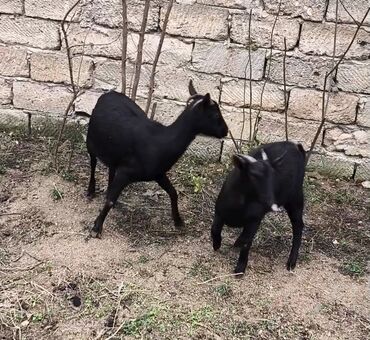 Keçi, çəpiş: Təmiz orginal murciyano keçiləri yetik boğazdılar 6 dənə keçidi — 8