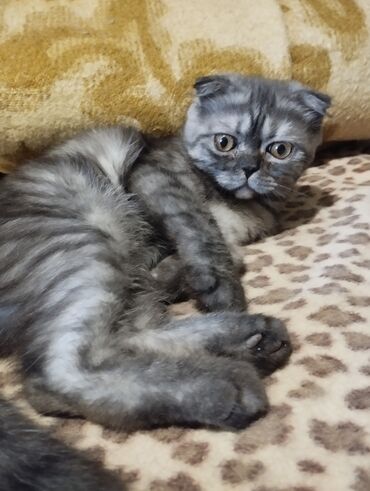 скоттиш фолд шотландская вислоухая кошка: Скотиш Фолд (Шотландская вислоухая), 3 месяца, Девочка, Приучена к лотку, Проглистована