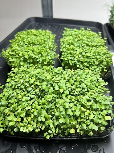 Микрозелень: Микрозелень в Бишкеке Горох подсолнечник, брокколи, горчица, редис — 16