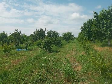 plastik cənlərin qiyməti: Xacmaz rayonu Gödekli kendinde 46 sot bağ satılır bağda 20 eded 14 — 4