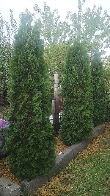 Продаю Туи -3-шт Туя западная Смарагд (Thuja occidentalis ‘Smaragd’) —