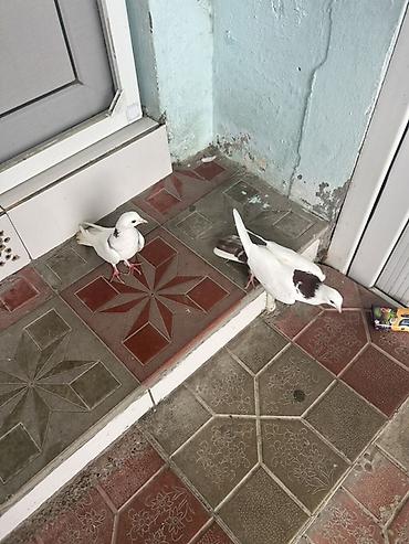 goyercın: Cutu 20 m — 1