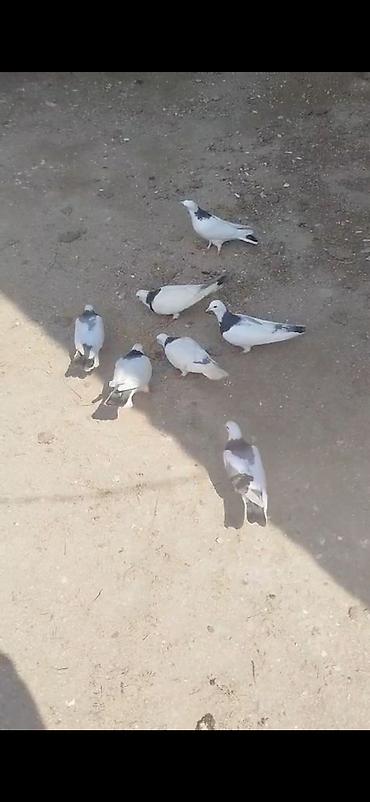 inek satislari: Salam.Alekum 7eded boynugullu satilir tergizilir hamsi bir nesildi — 3