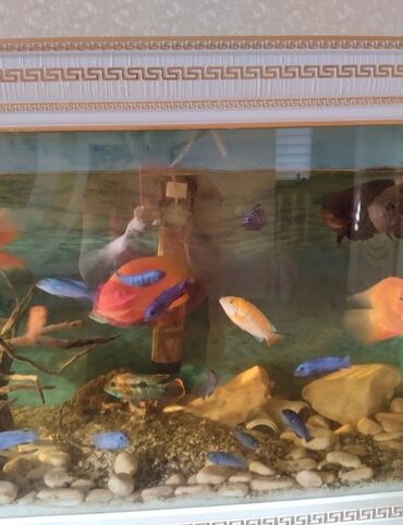 baliq yemi qiymeti: Tecılı Yeni akvarium satılır istifade olunmayibdir hobbi üçün alınıb