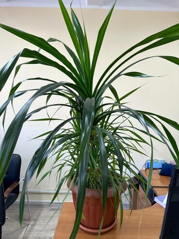 растение: Другие комнатные растения