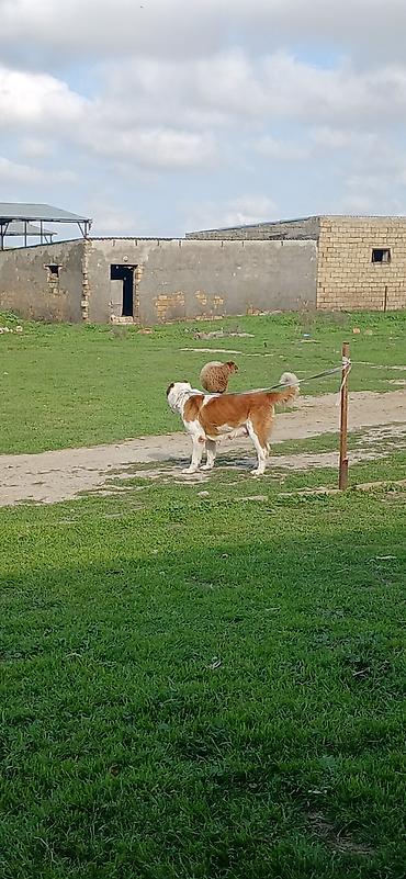 İtlər: Alabay, 3 il, Dişi, Peyvəndli — 8