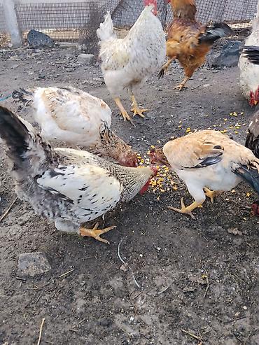 Другие с/х животные: Продаются сельскохозяйственные птицы смешанного поголовья для — 4