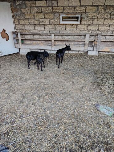 Keçi, çəpiş: Salam hər kəsə. 4 İspan sortu mursiyano və 1 erkək hələb satılır — 4