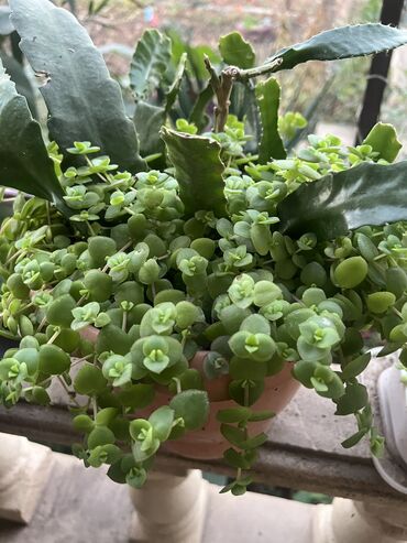 Otaq bitkiləri: Her biri ucuz kimete Gencededi catirma var size yaxin yere ancag — 52