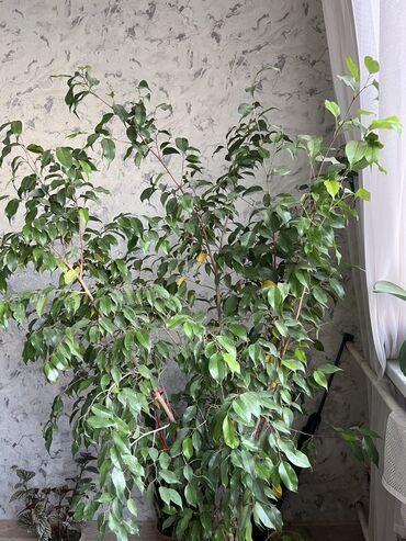 Комнатные растения: Фикус Бенджамина высокий пышный Подойдет для офисов и домой