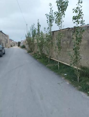 buzovna mənzil: Buzovna da yol qırağı dalğa arenaya düşən yolda 7 sotun içində 3 — 6