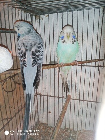 Digər quşlar: Çex cütler satılır papuqaylar təmiz qan vıstıvıcnıy vıstıvka sərgi — 7