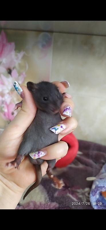 Крысы: Привет друзья !! У нас родились красивые крысята.Друзья в питомнике - — 13