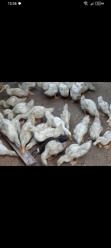 qaz ve ordek satisi: 15azn çox goturene endirim olacağ Pekin ordeklerdi — 4