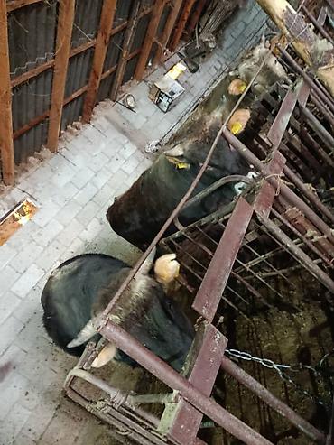 Коровы, быки: Продаю | Бык (самец) | На откорм | Привязанные — 7