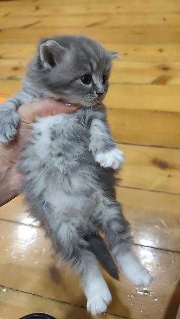Кошки: Boz-çəhrayı rəng çalarlarında, uzun tüklü balaca pişik balası. Yumşaq — 2