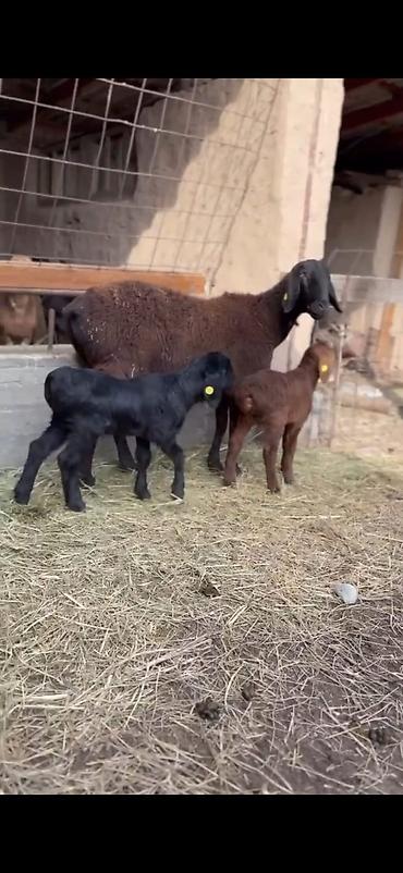 Qoyunlar, qoçlar: Qoyun və quzu dəsti - Ana qoyun: yerli ətlik-tip (qara başlı — 1