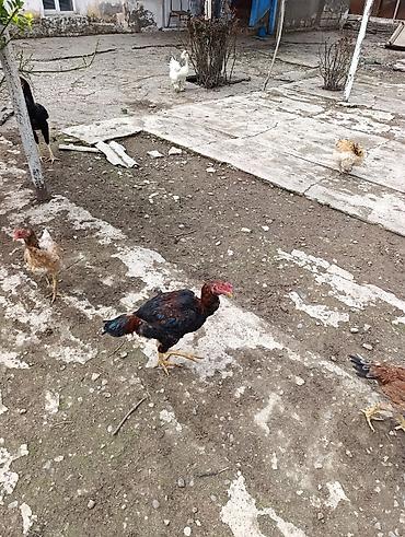 cücə və xoruz təmsil: Məhsul: Ev şəraitində bəslənən döyüş tipli xoruzlar və toyuqlar — 4