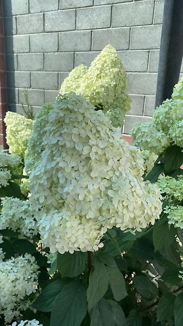 Гортензия: Саженцы — 6