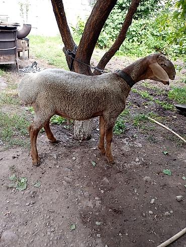 Баран, овца: Продаю | Баран (самец) — 10
