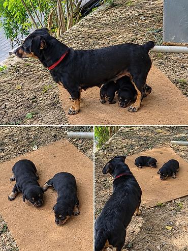 böyüməyən itler: 1 ay — 5