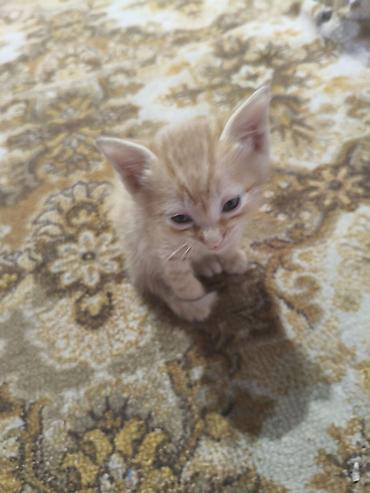 коты бесплатные: Котята домашние, помёт разноокрасочный: - Серый тигровый (tabby) с — 3