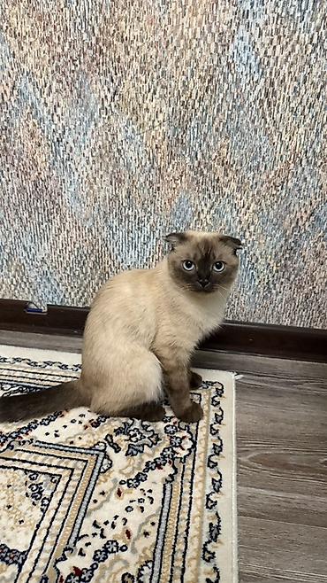 шатландский кошка: Скотиш Фолд (Шотландская вислоухая), 2 года, Девочка, Приучена к лотку — 1