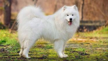samoyed balasi satilir: Samoyed, 5 il, Erkek