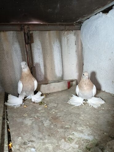 Птицы: Продаю молодых голубей 1 шт стоит пятьсот сом окончательно родители и — 14