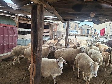 merinos qoyunu: Kök kəsgilkdə var damazlığda var isdiyən seçədə bilər qiymət topa — 3