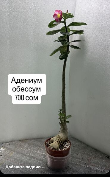 красный сандал купить саженцы: Адениум Обесум МIX Адениум детки по 150 сом(из семянцвет и сорт