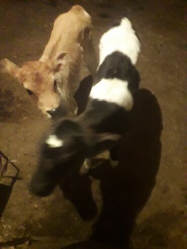 коровы животные: Продаю | Музоо, торпок | На откорм | Искусственник